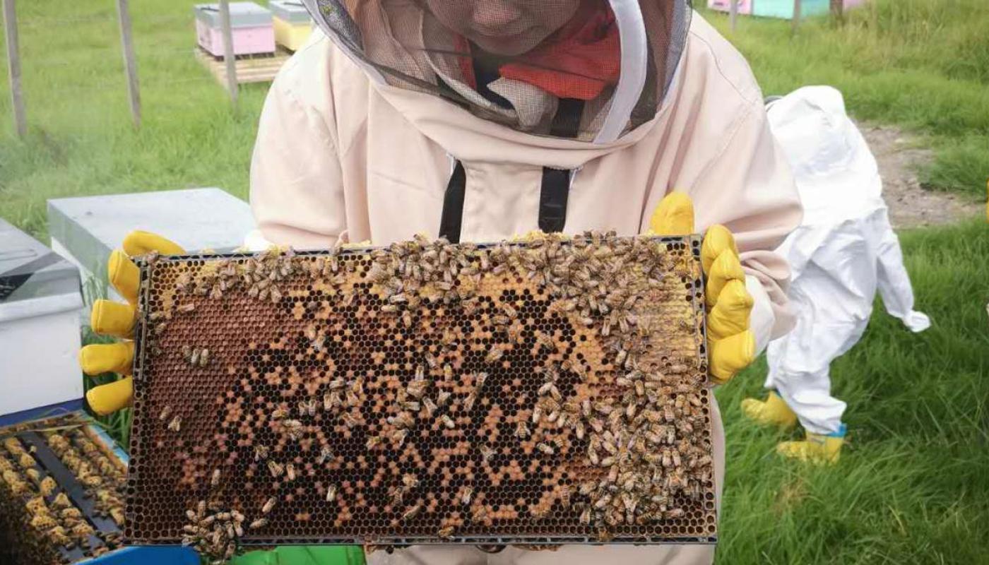 Hold a frame of honey bees