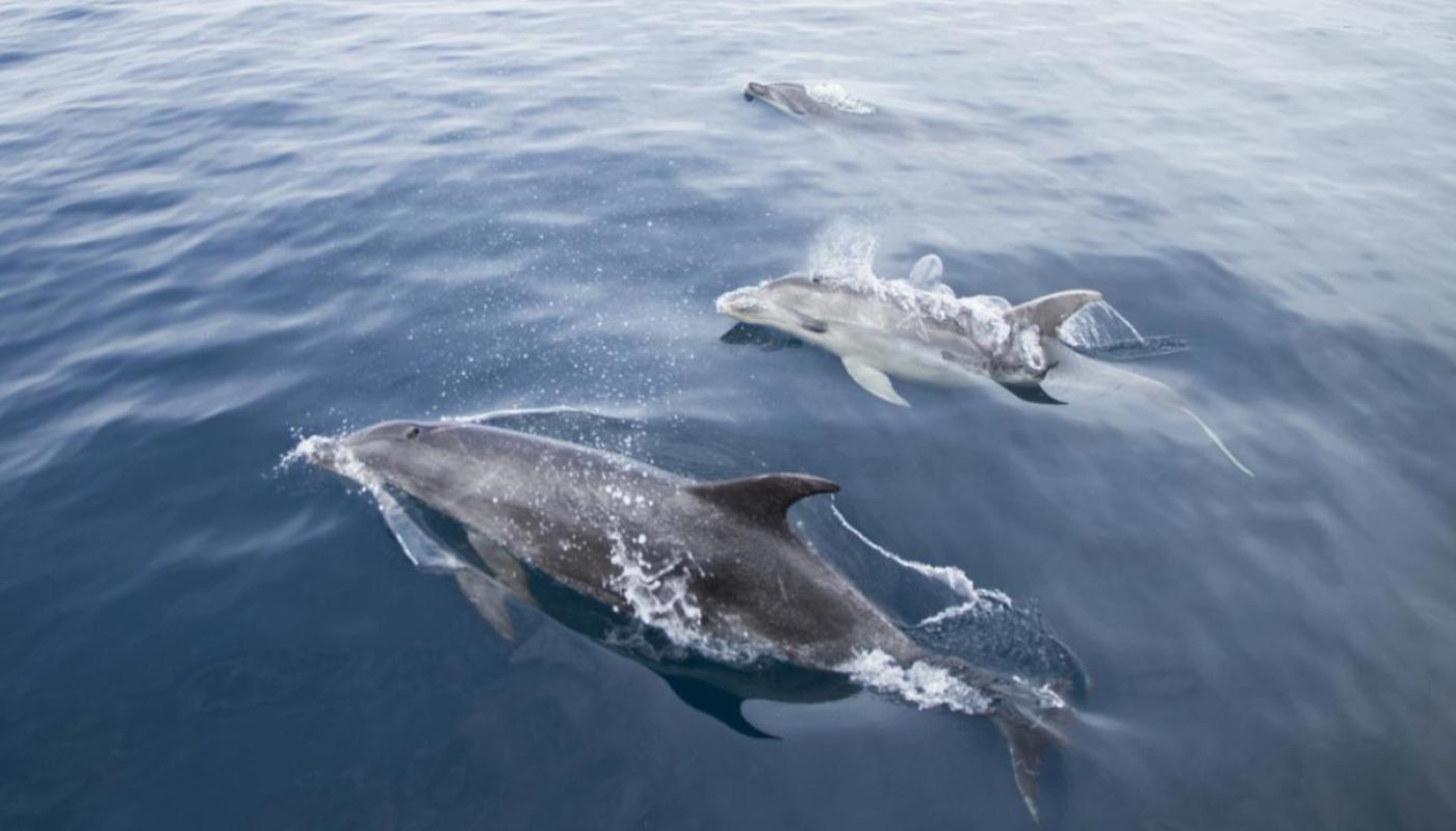 Dolphins viewed from Sundancer