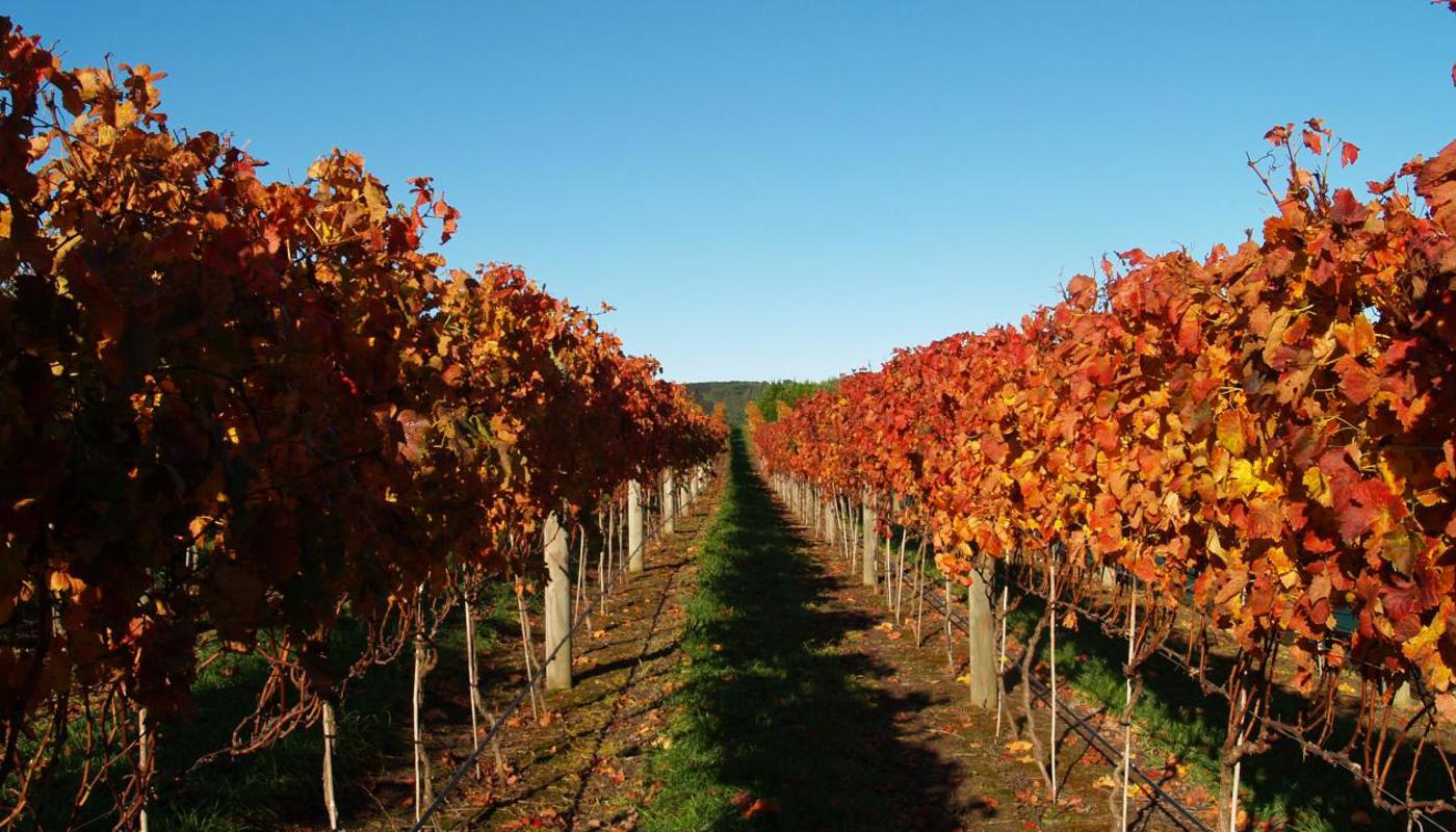 Grape Vines on Waiheke Island