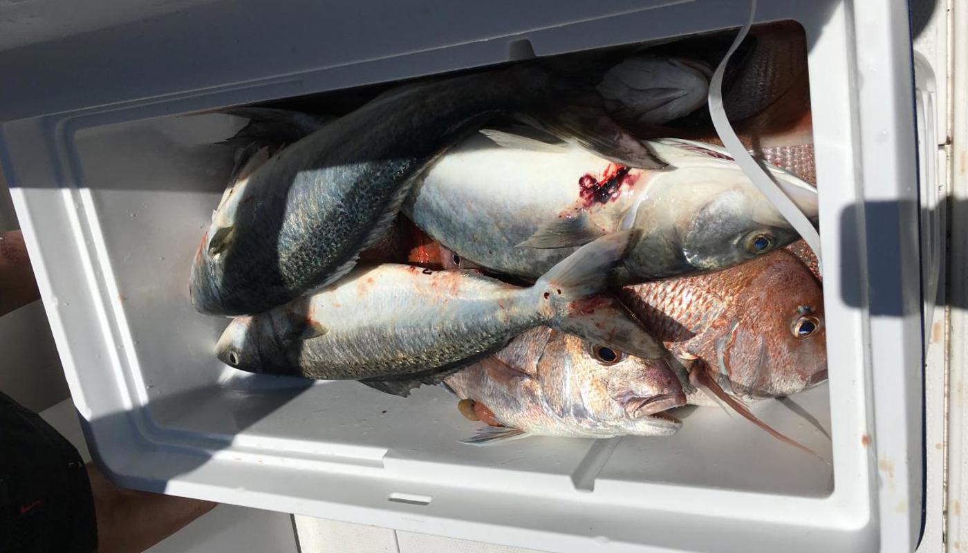 Target fish