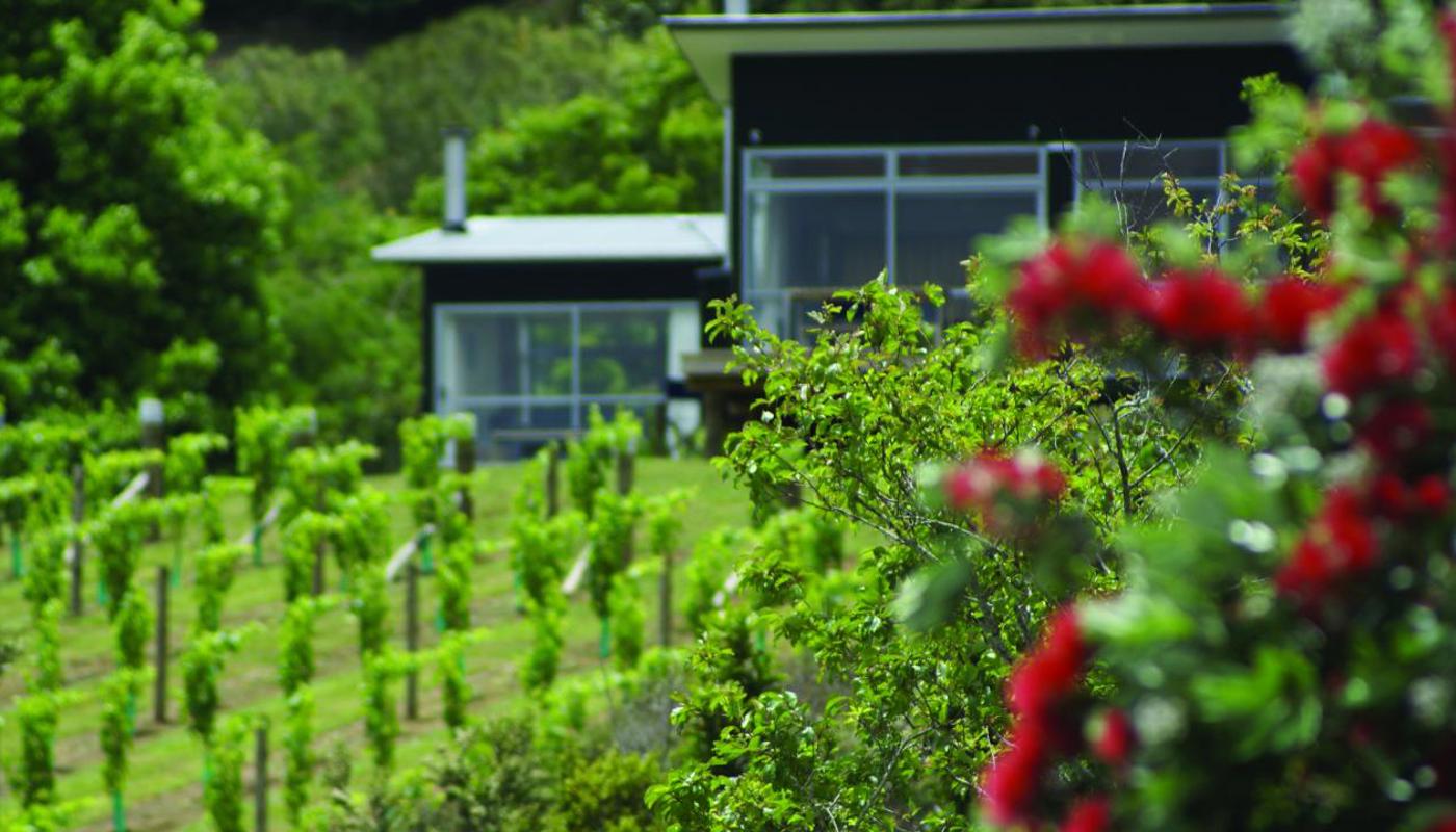 Bach nestled in the vines
