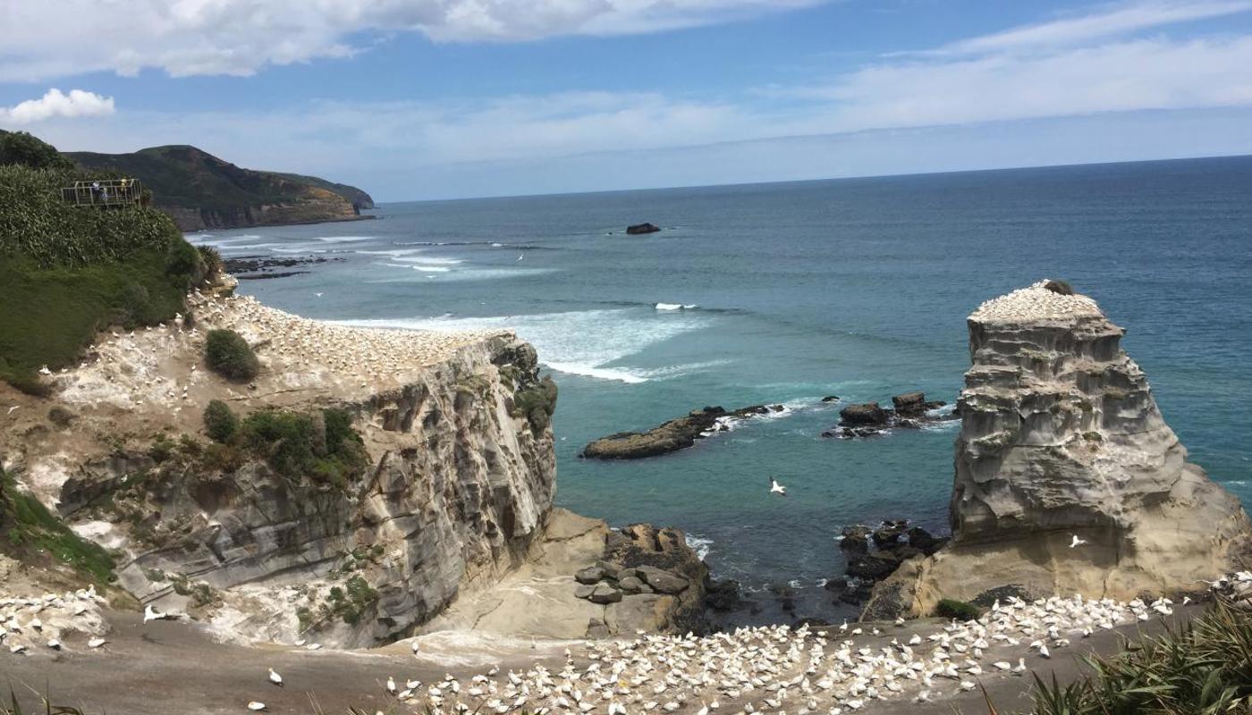 Gannet colony