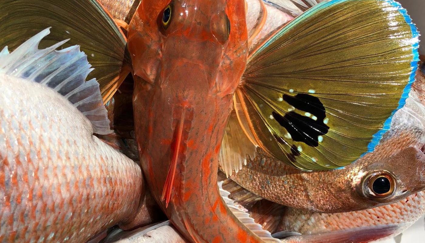 Gurnard