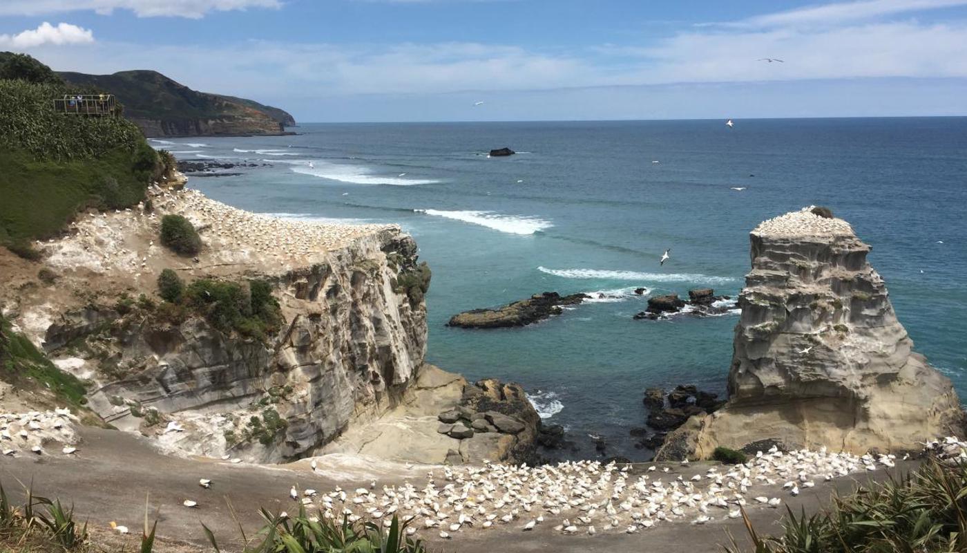 Fascinating gannet colony