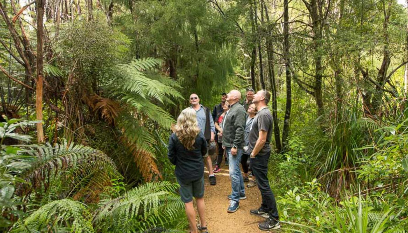 Guided walk in the forest
