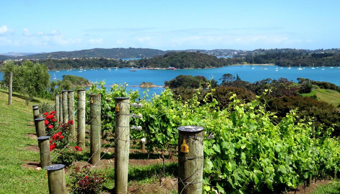 Overlooking Te Whau Vineyard