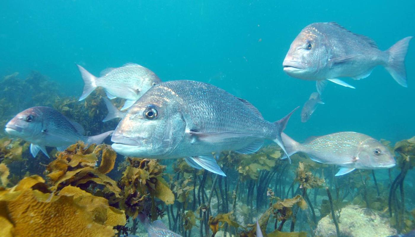 Snapper at Goat Island