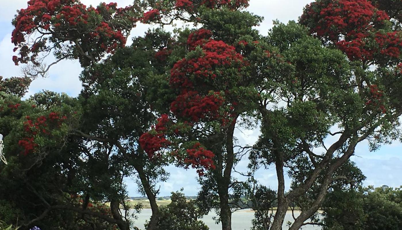 Beautiful Pohutakawa trees around the edge of the camp.