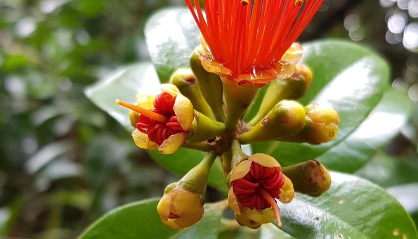 Rata, New Zealand native plant.