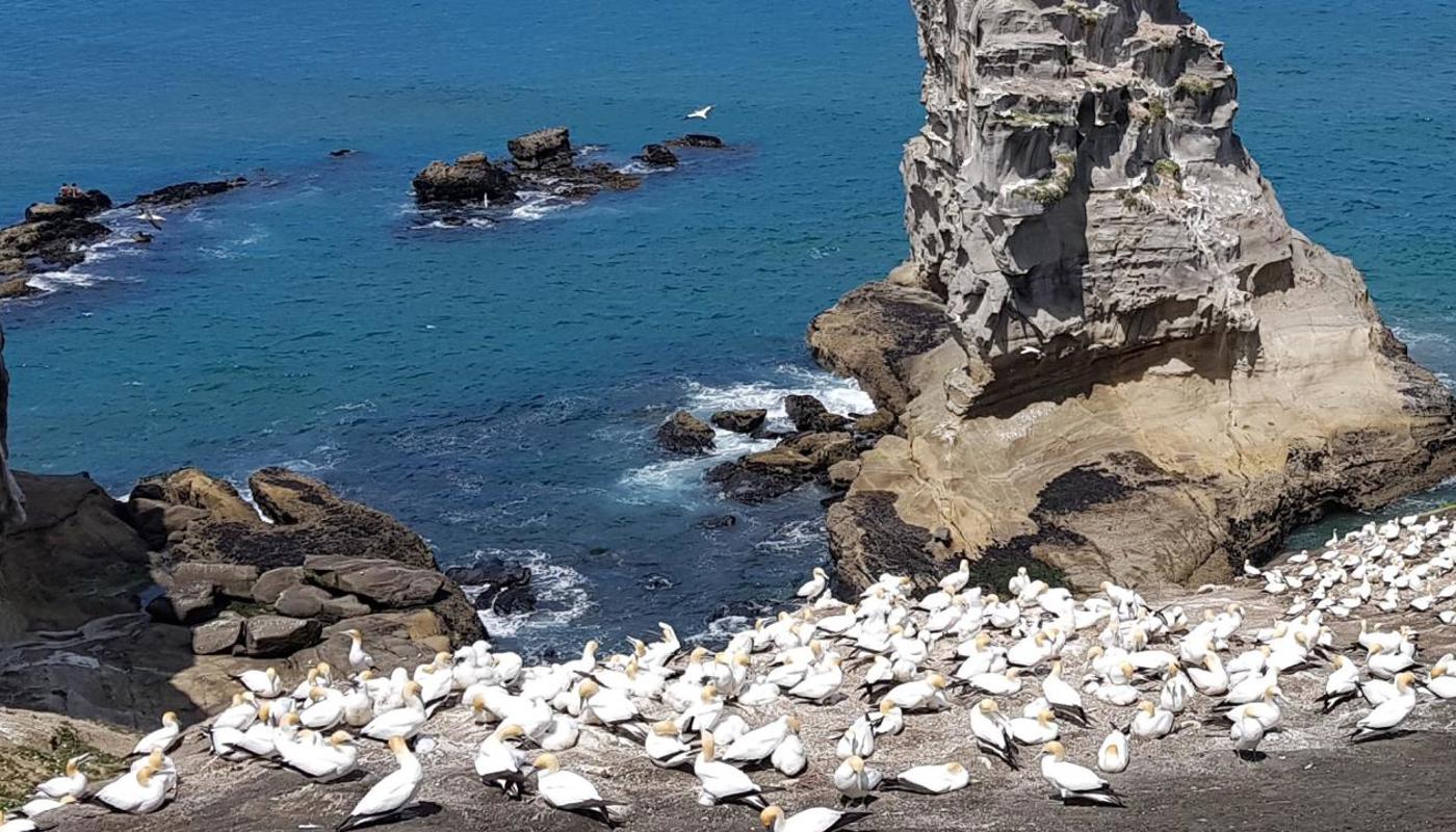 Gannet colony, Muriwai Beach, Auckland's West Coast.