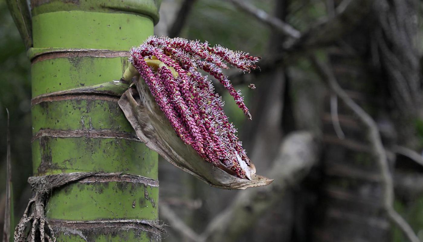 Nikau palm flower, New Zealand native plant.