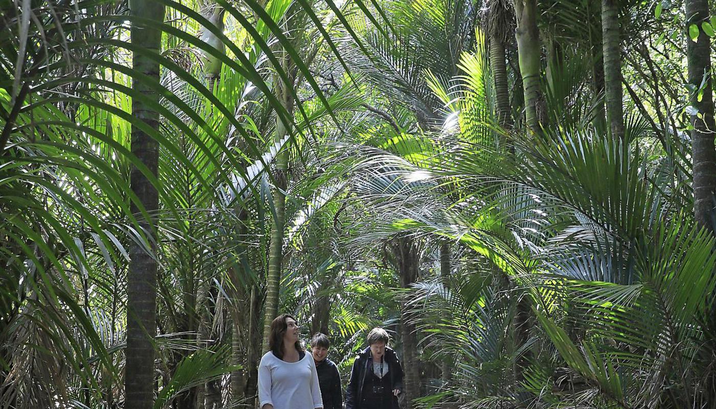 Marawhara Walk, Piha, Auckland.
