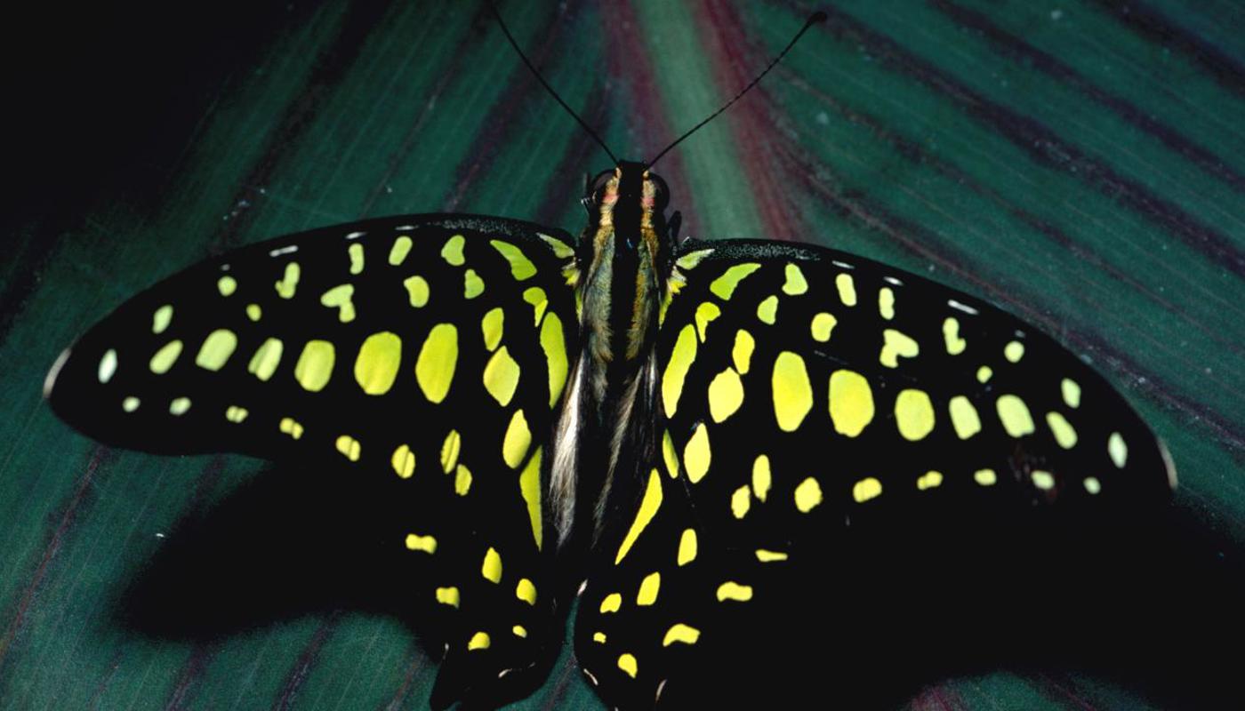 Green spotted triangle butterfly
