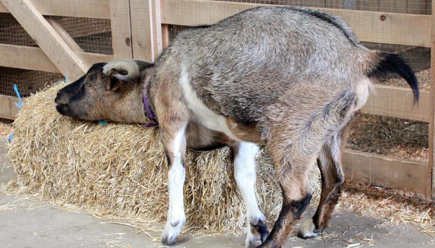 Our goat giving itself a good scratch in the barn
