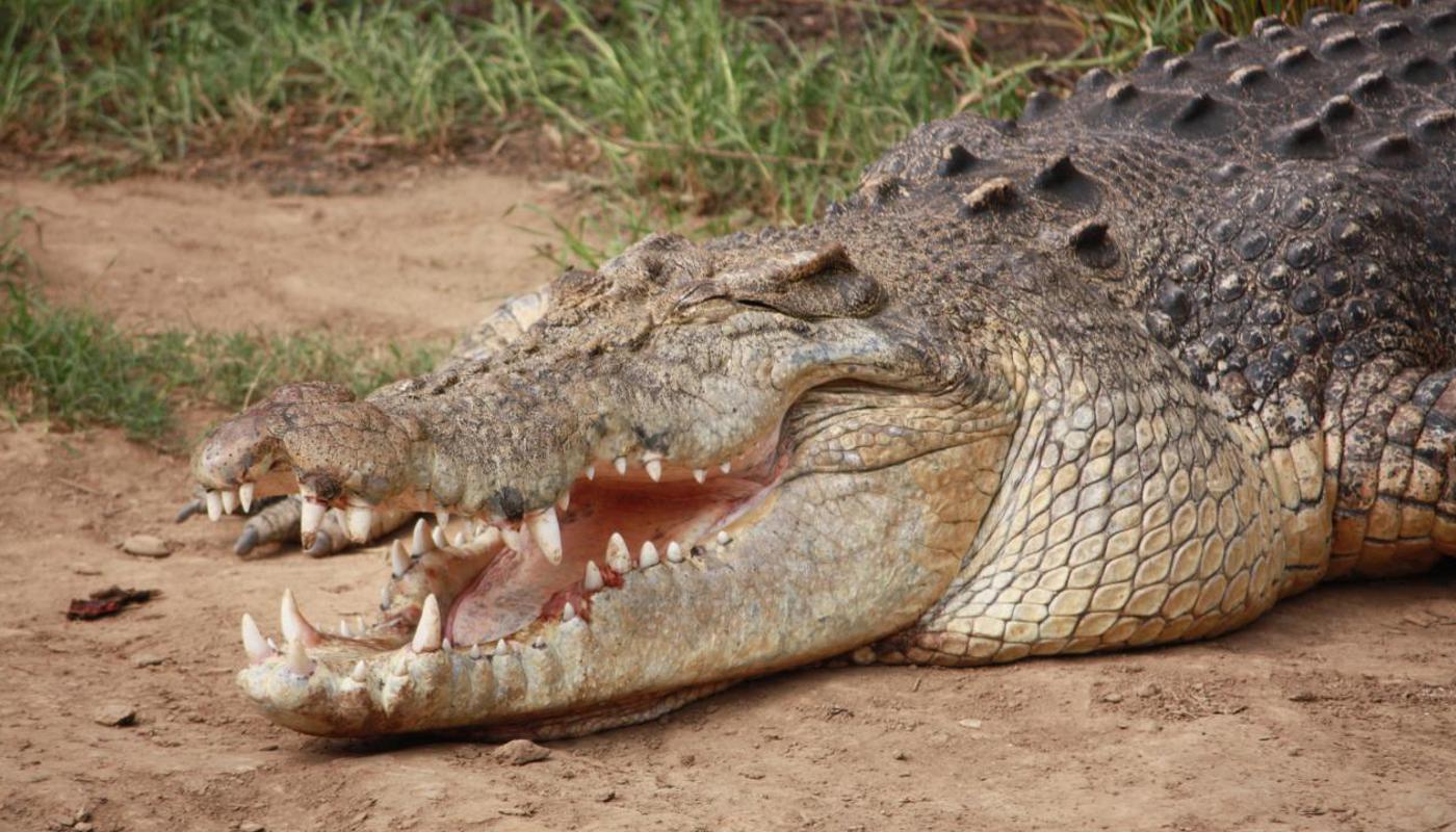 Scar our oldest crocodile from Darwin, Australia