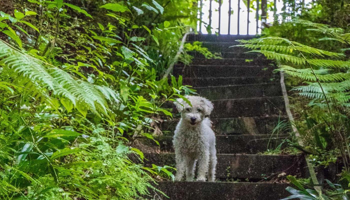 Ted - Beauregard guard dog