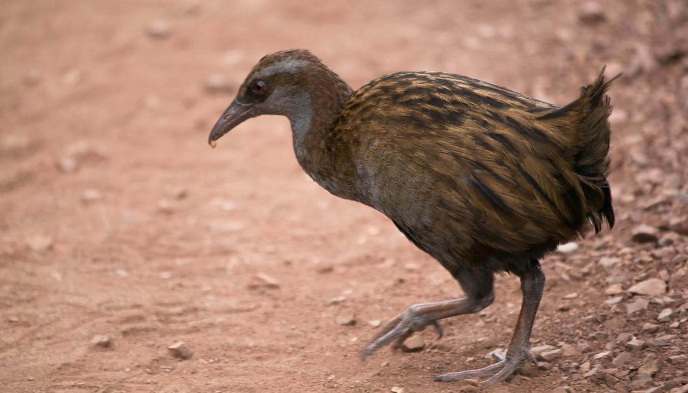 Weka, Rotoroa Island