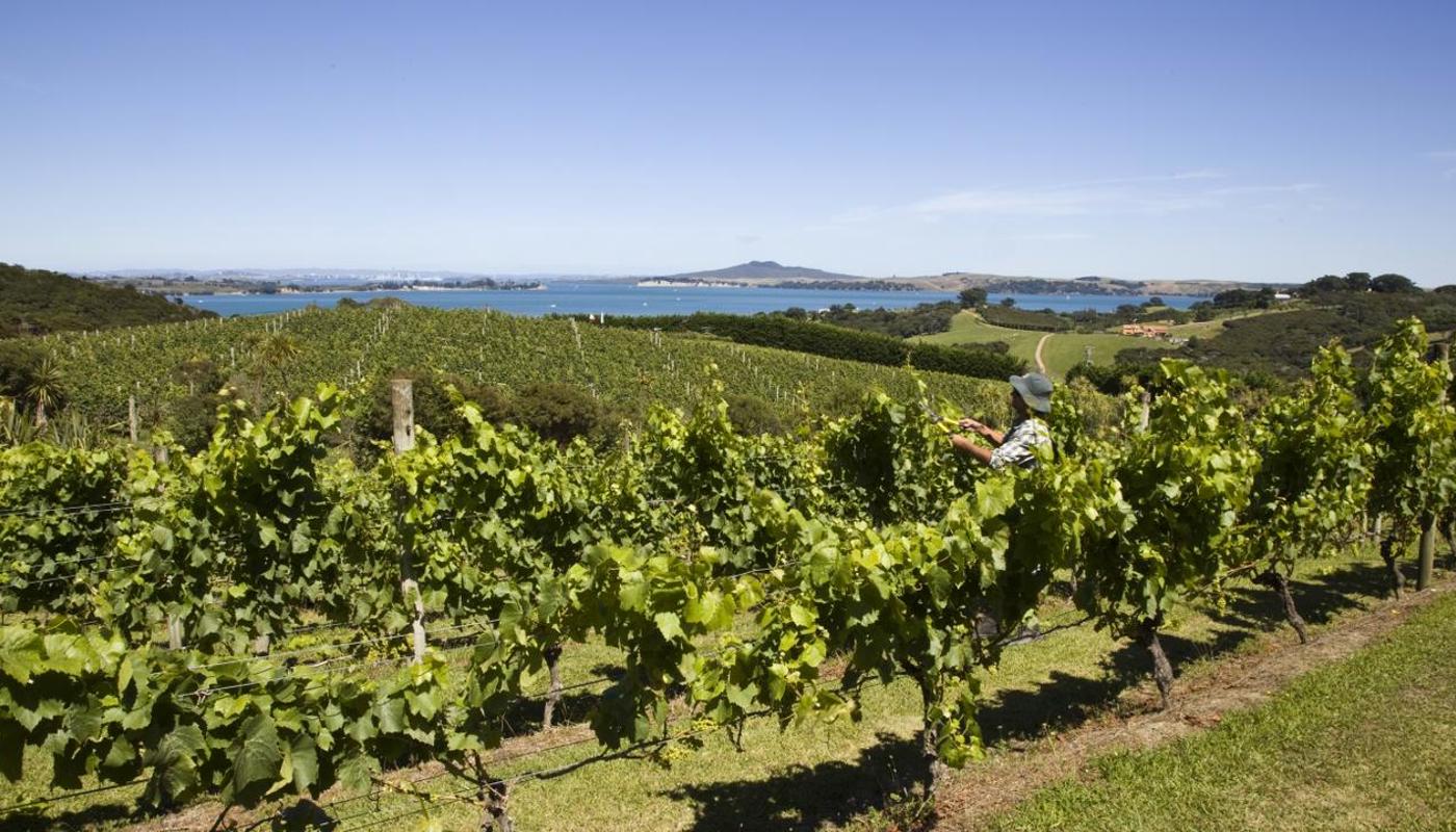 Looking over Mudbrick vines back to Auckland