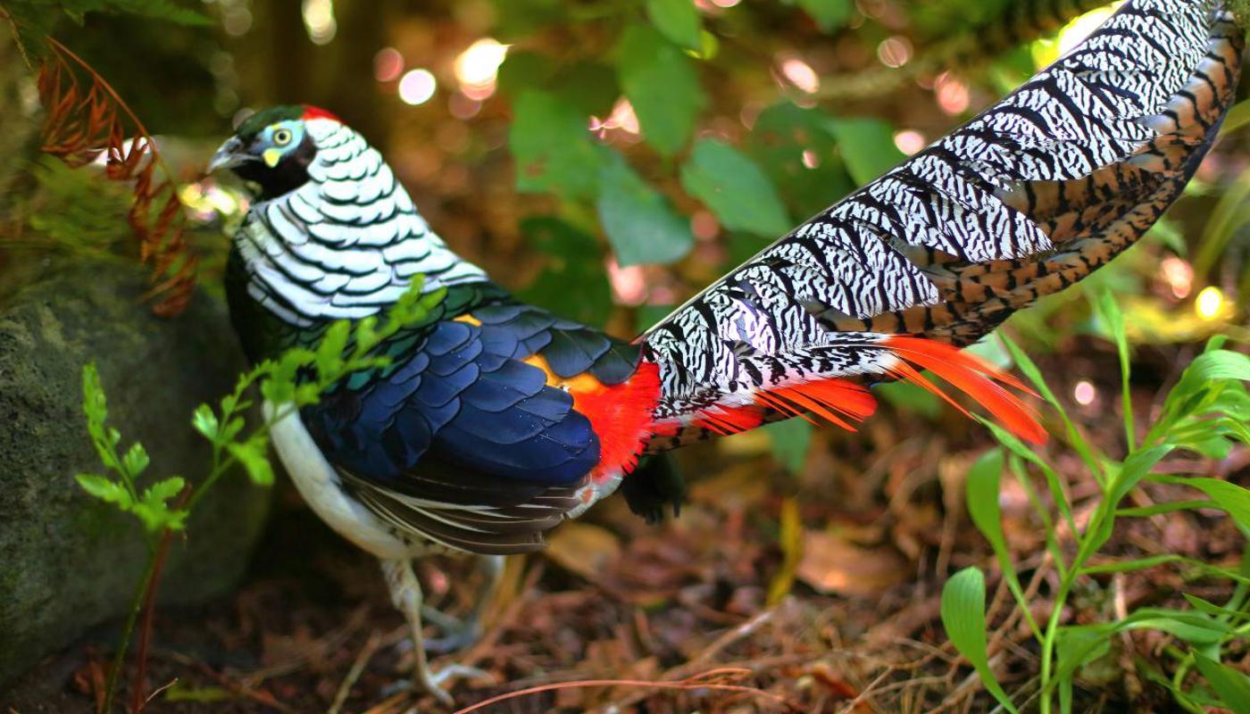 Whitford Bird Garden