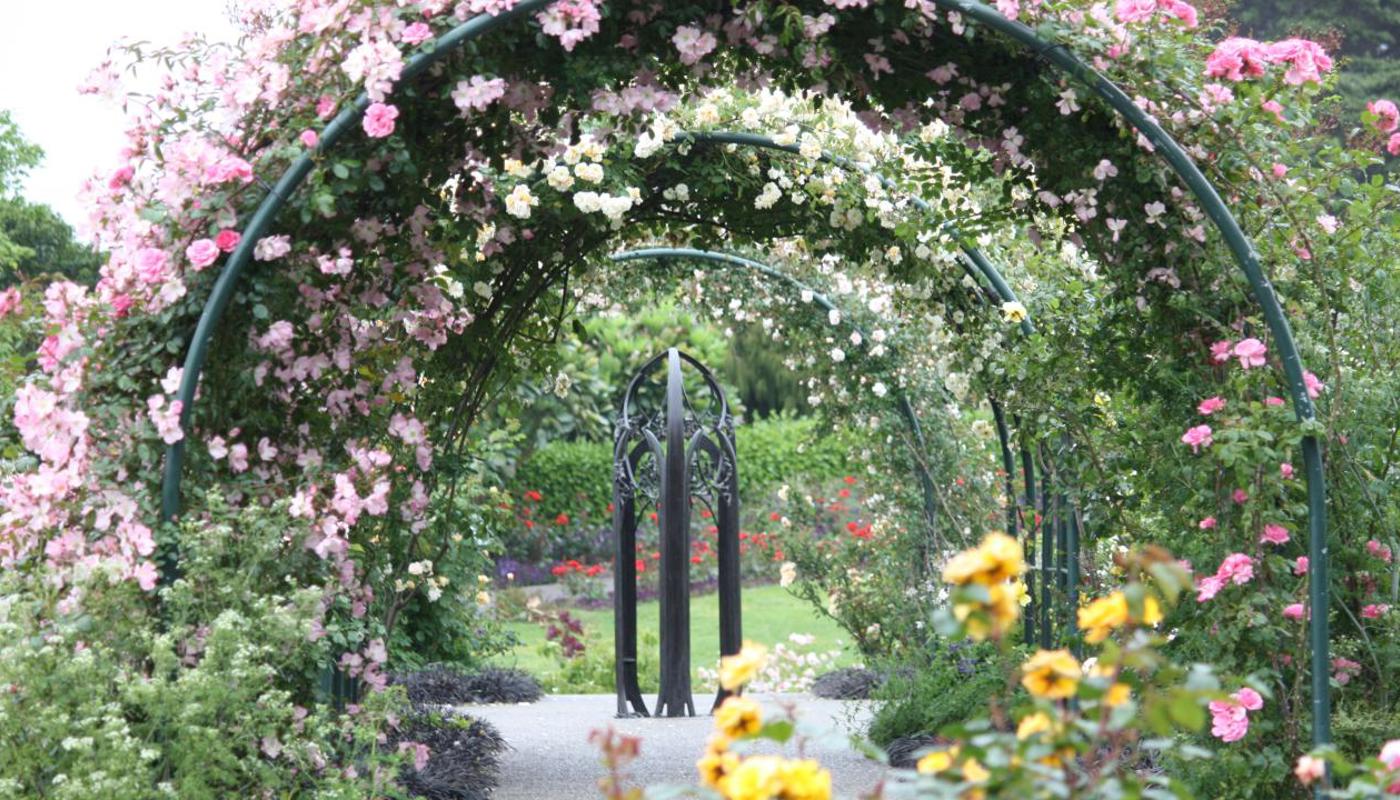 Auckland Botanic Gardens Rose Garden.