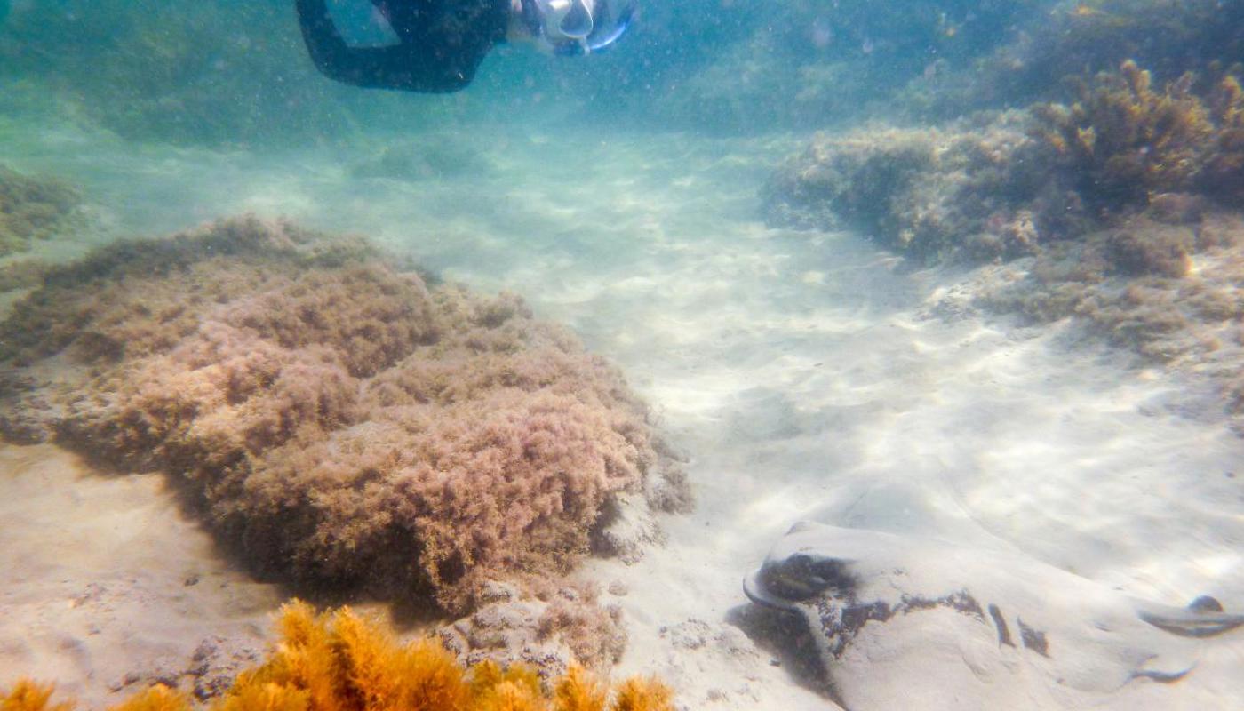 Snorkelling on the Island