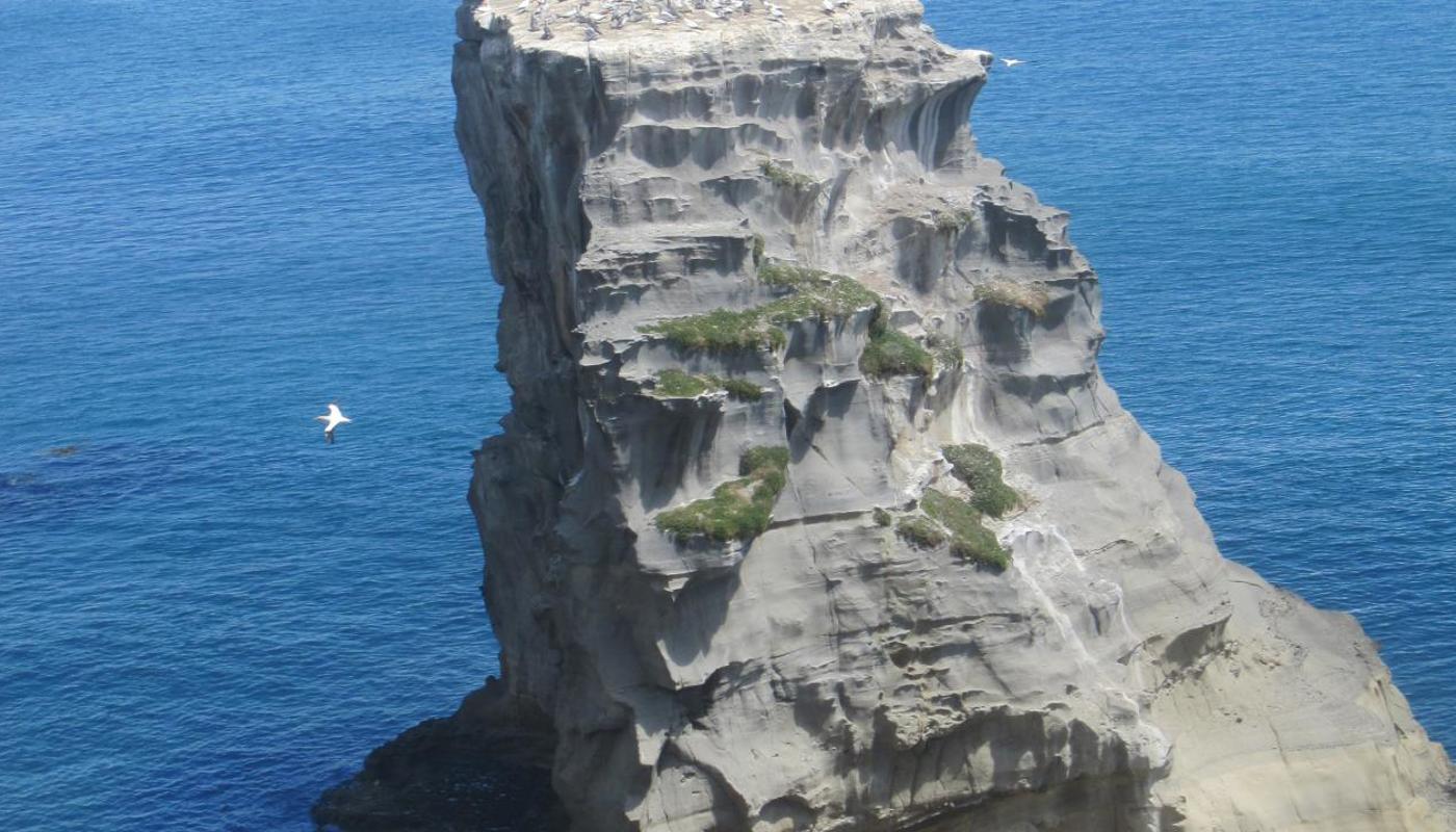 Wild West Coast and gannet colony