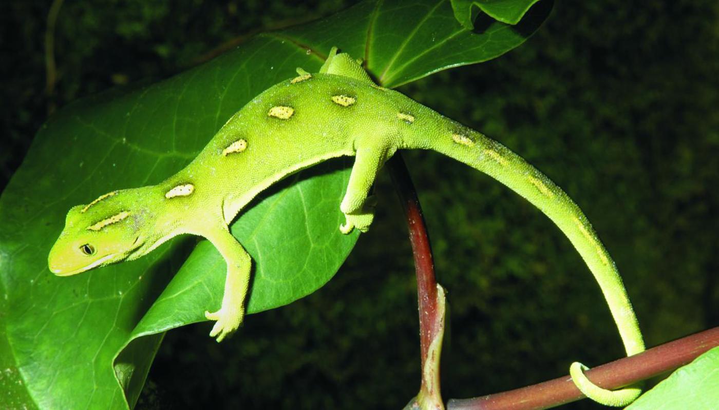 Northland green gecko