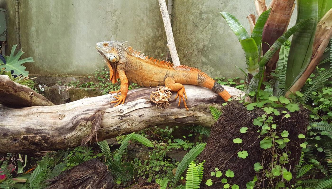 Green Iguana
