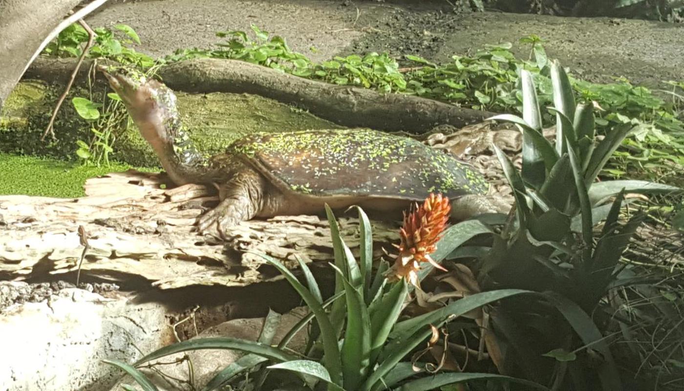 Soft shell turtle