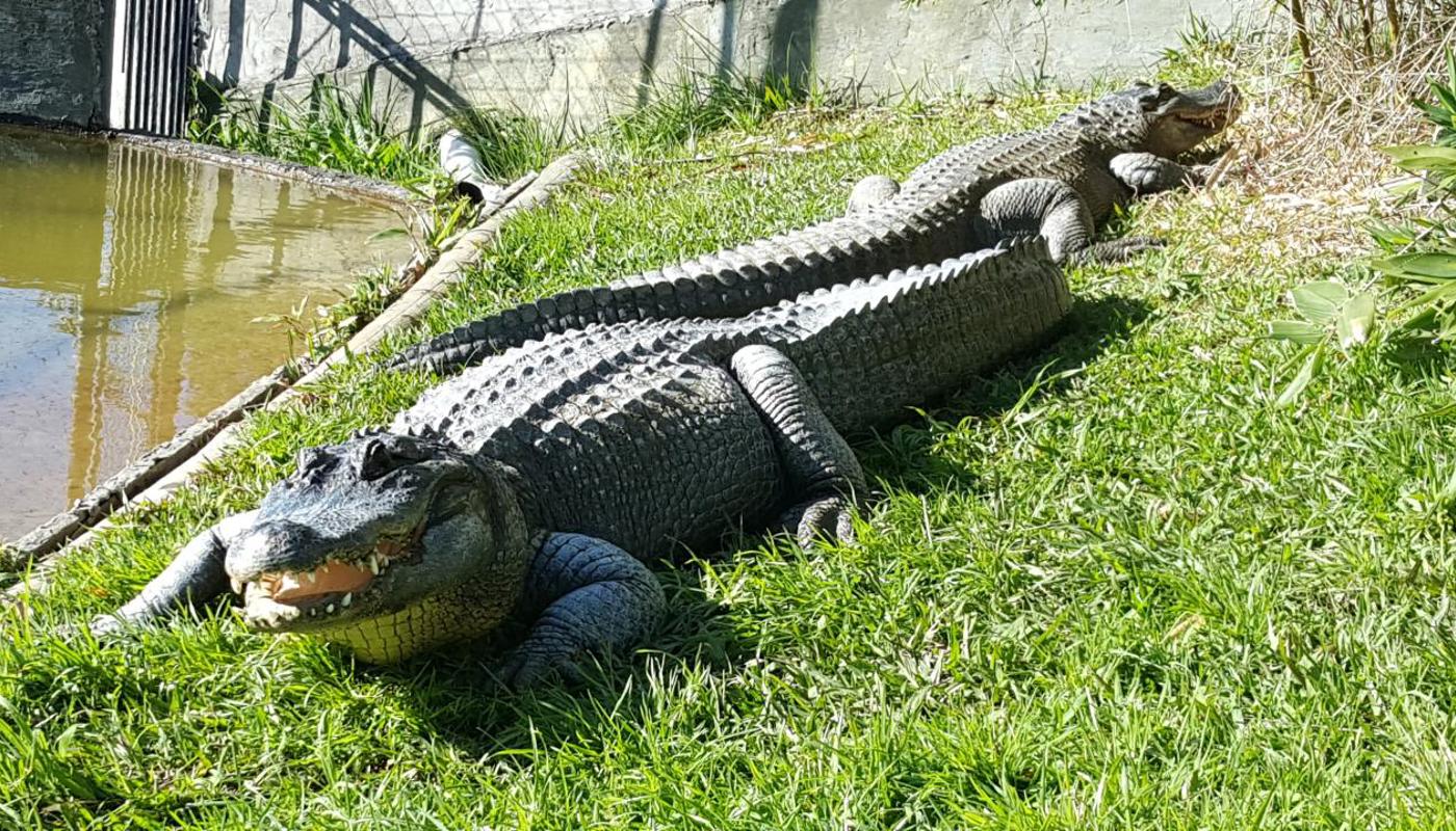 American alligator