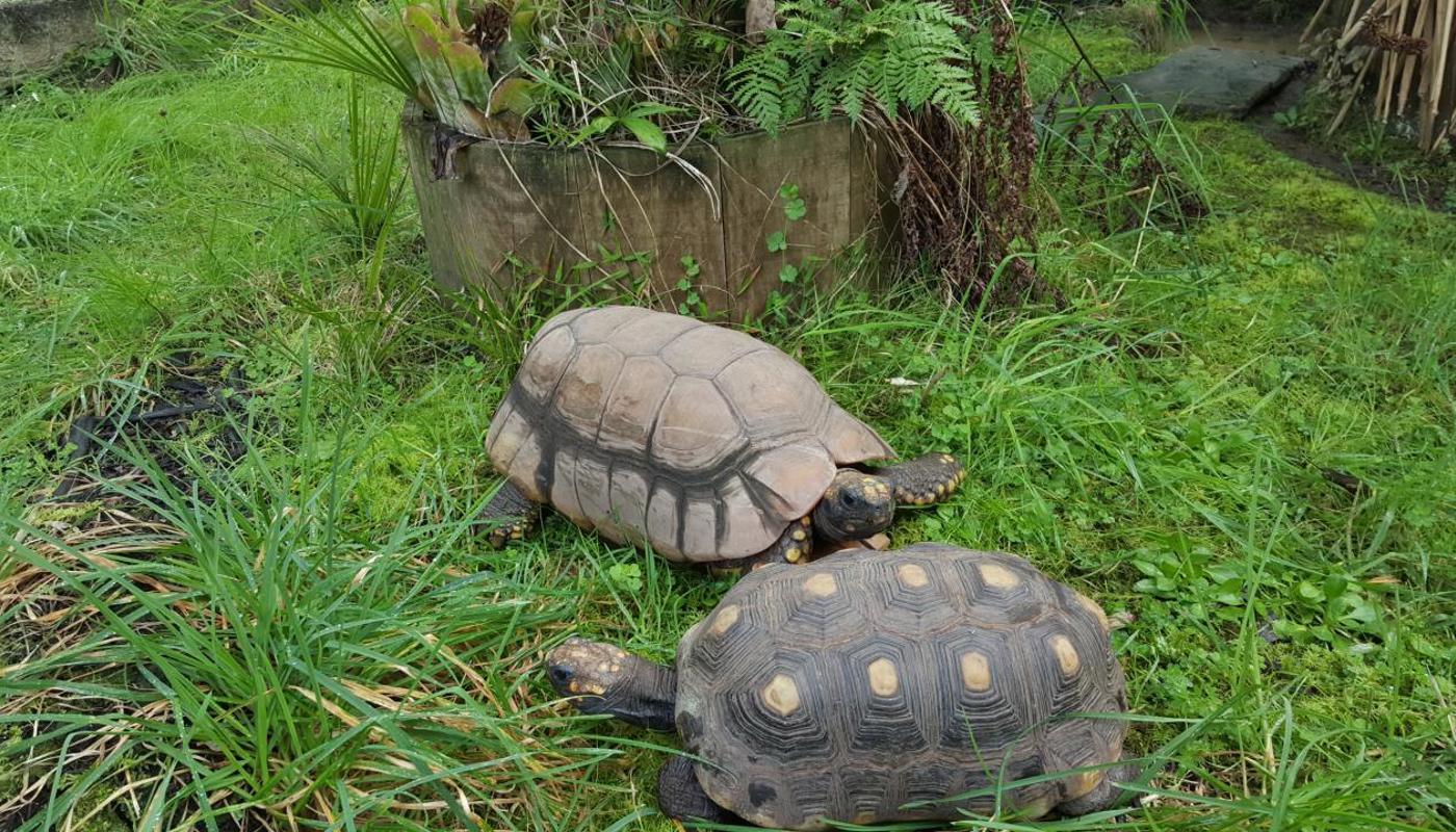 Forest tortoises