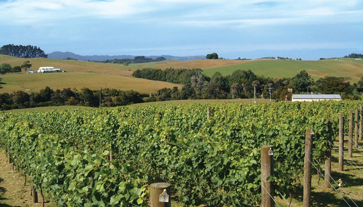 Matavino Vineyard