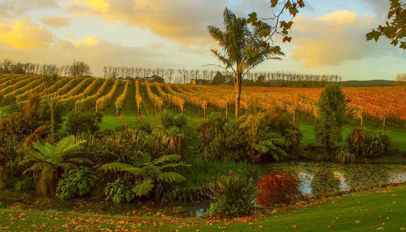 Ararimu Valley Vineyard in Autumn.