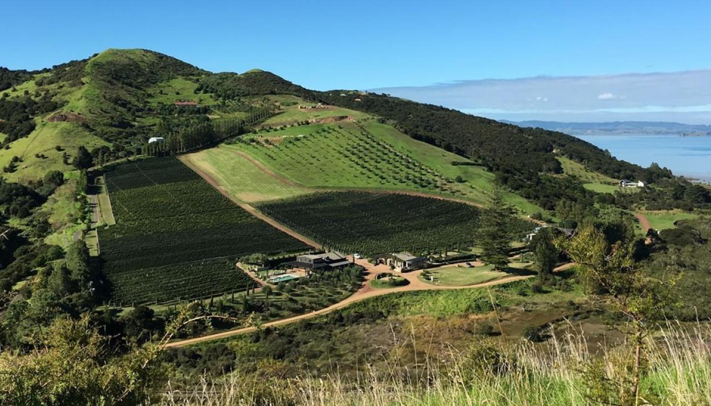 Waiheke Vineyards & Bush Walk