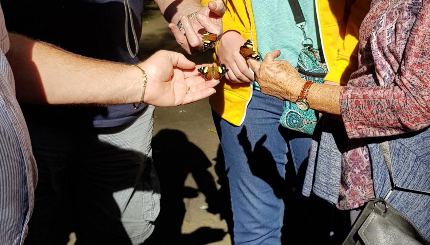 Watch a butterfly release!
