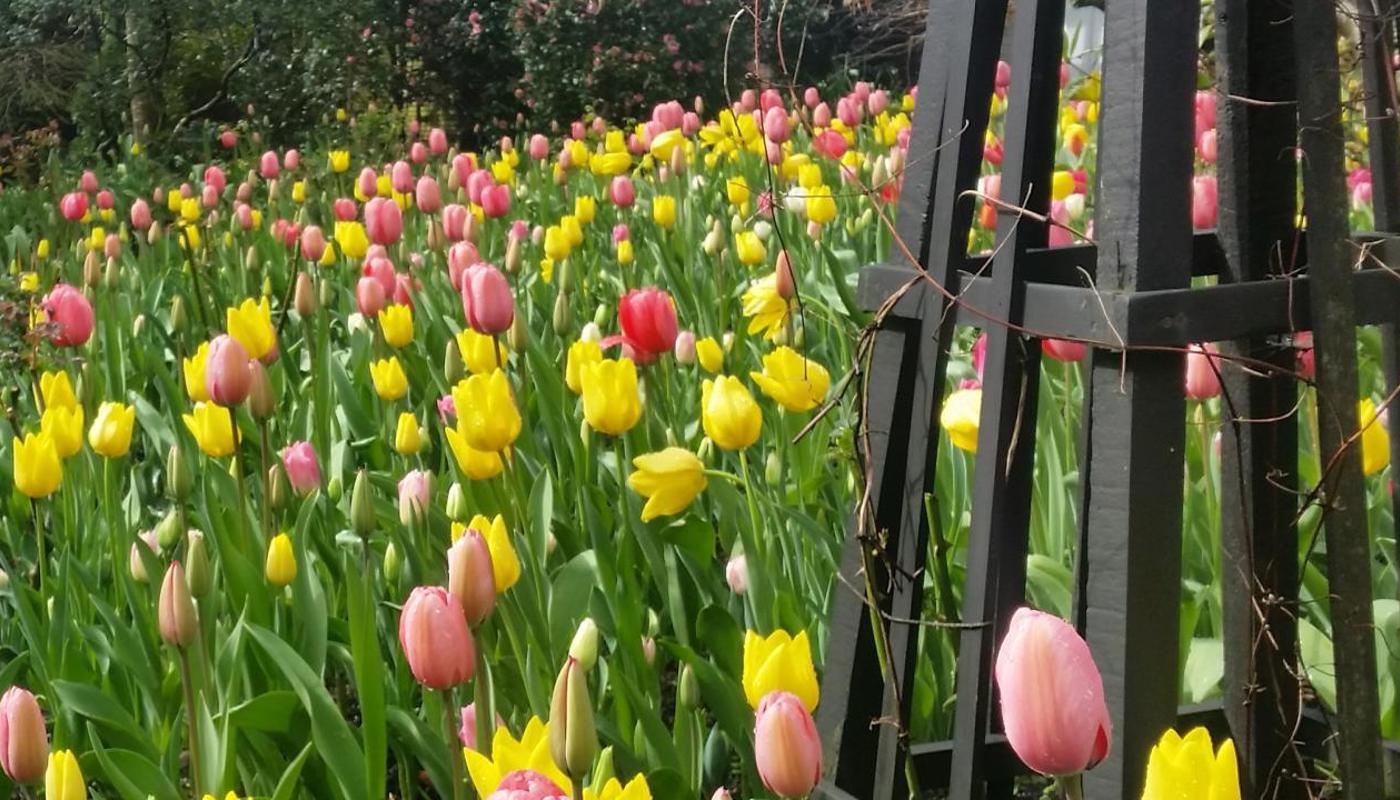 See the 16,00 tulips at our annual August festival.