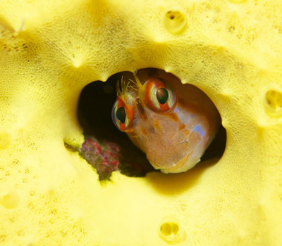 Global Dive