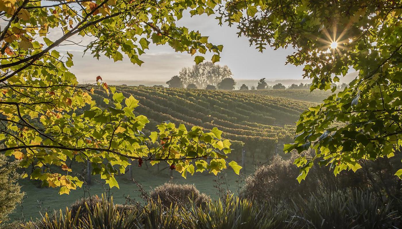 Visit us in the beautiful Ararimu Valley, Waimauku, Open 7 days 11am-5pm.