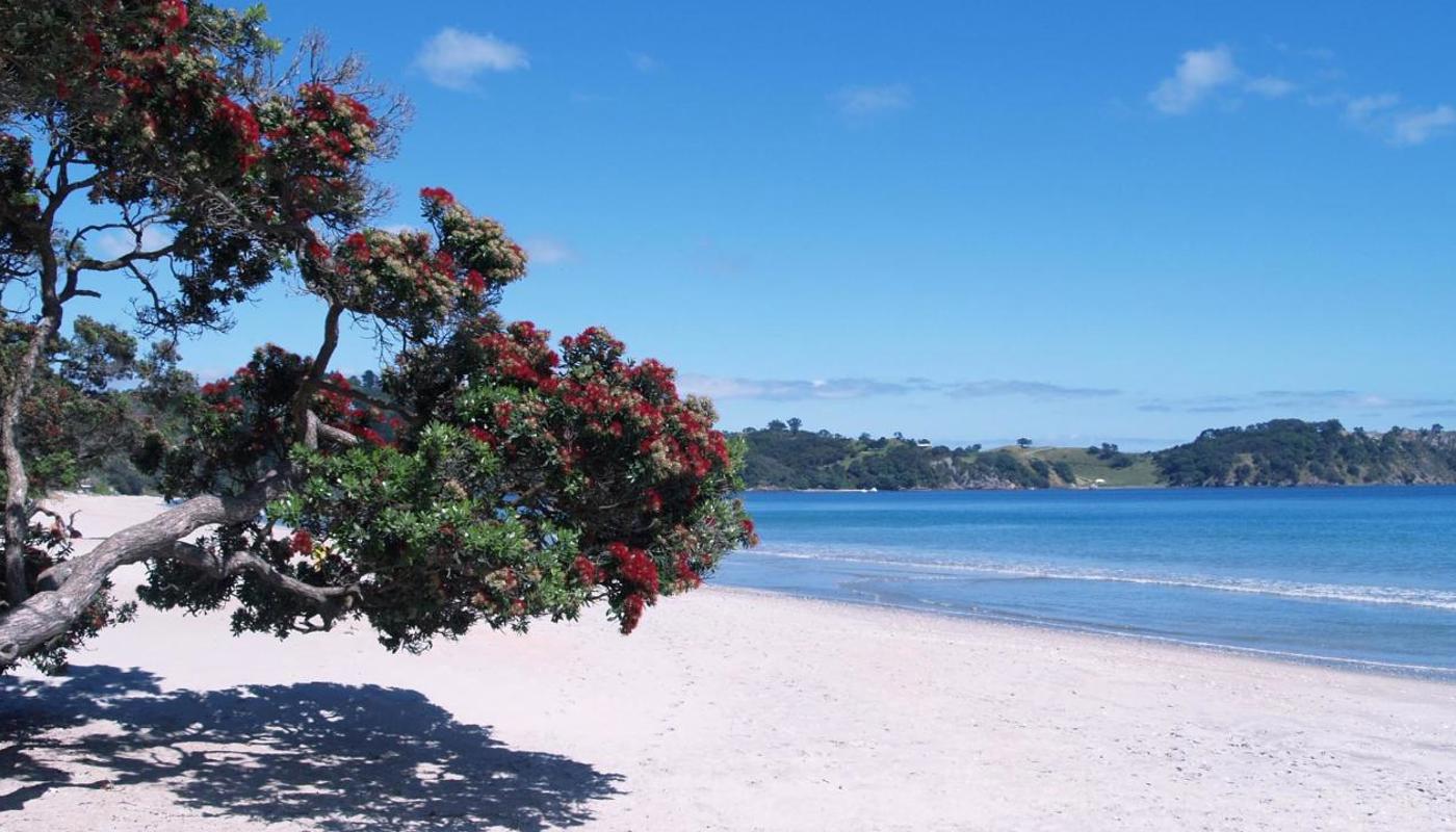 Onetangi and pohutukawa