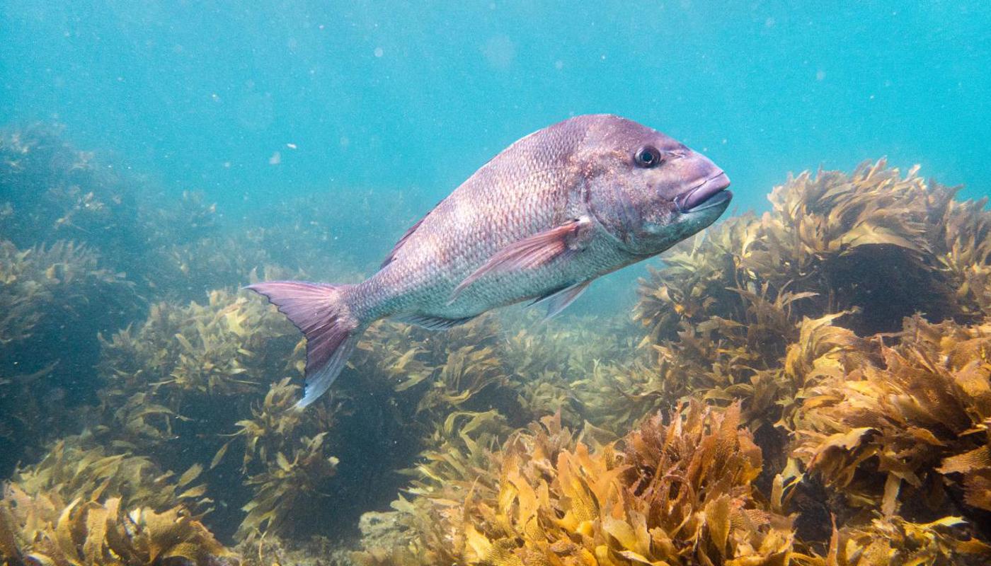 Snapper swimming amongst the kelp.