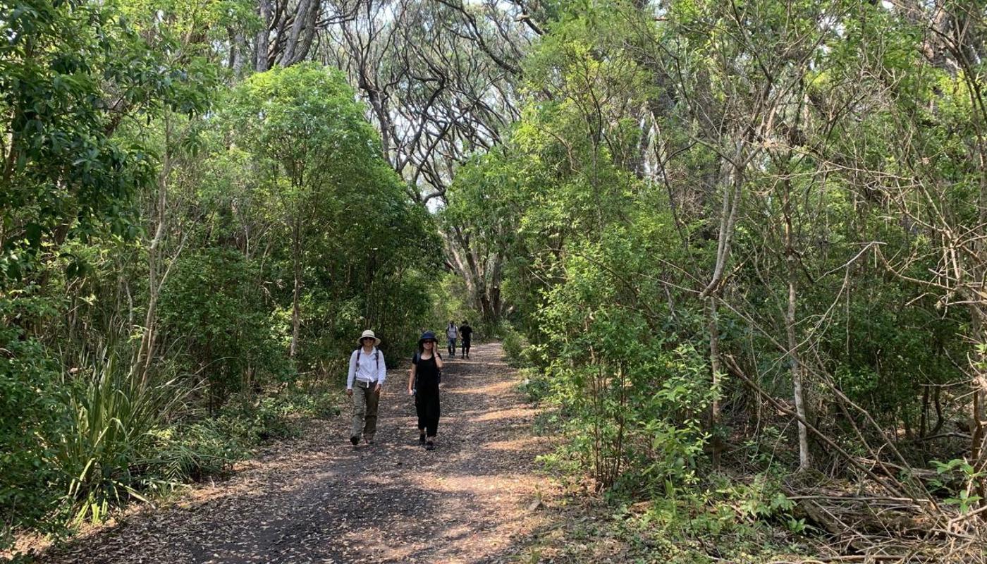Walking through the Pohutakawa forest on "Peretū" Rangitoto Island