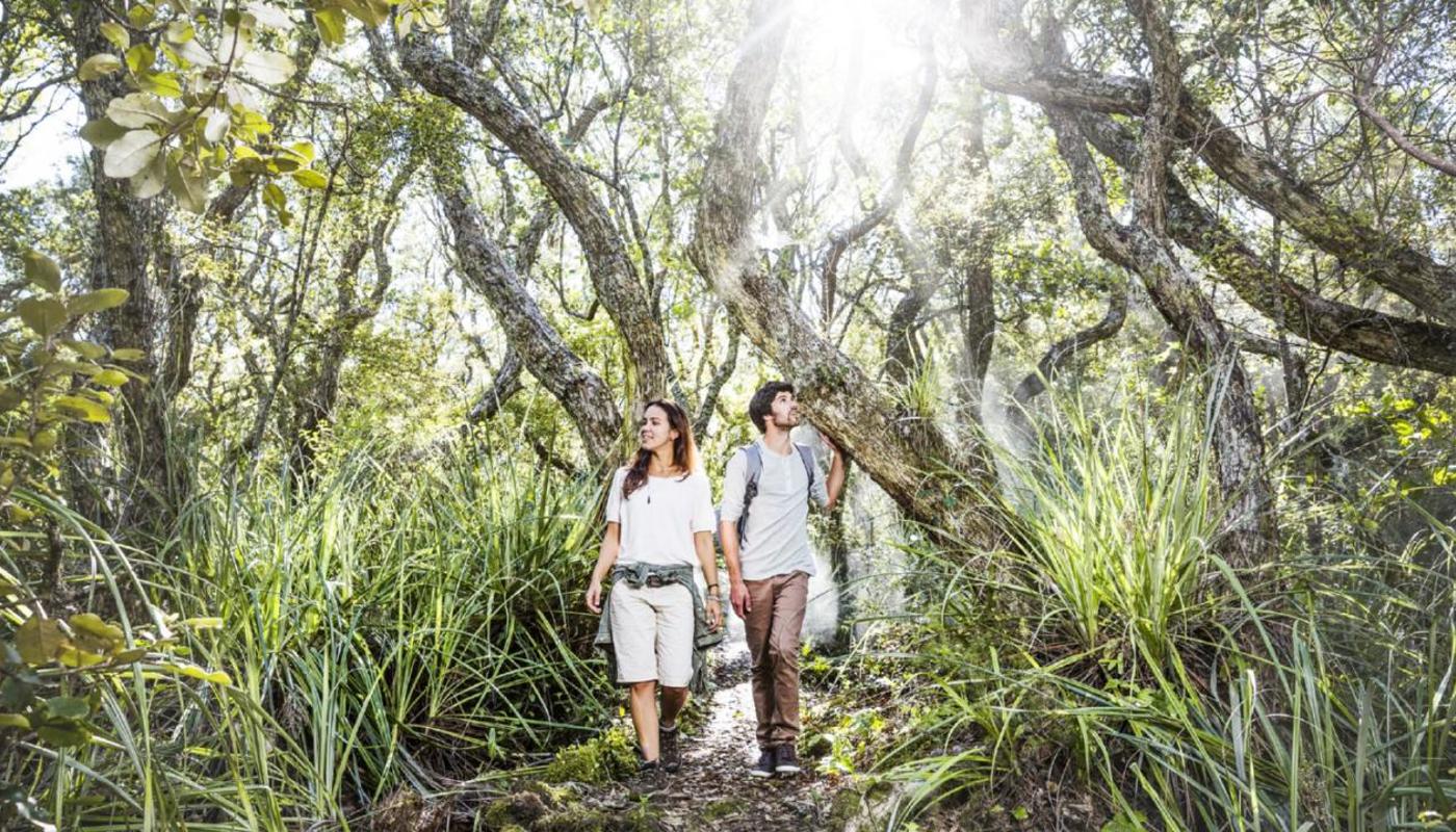 Walking through the Pohutakawa forest on "Peretū" Rangitoto Island.