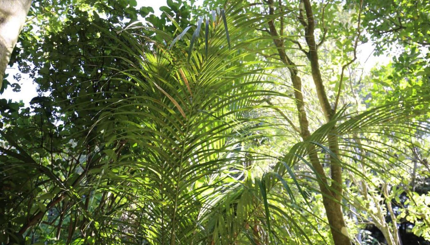 Rewarewa PurePod native bush