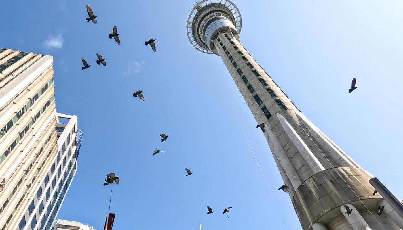 Birds flying next to Sky Tower