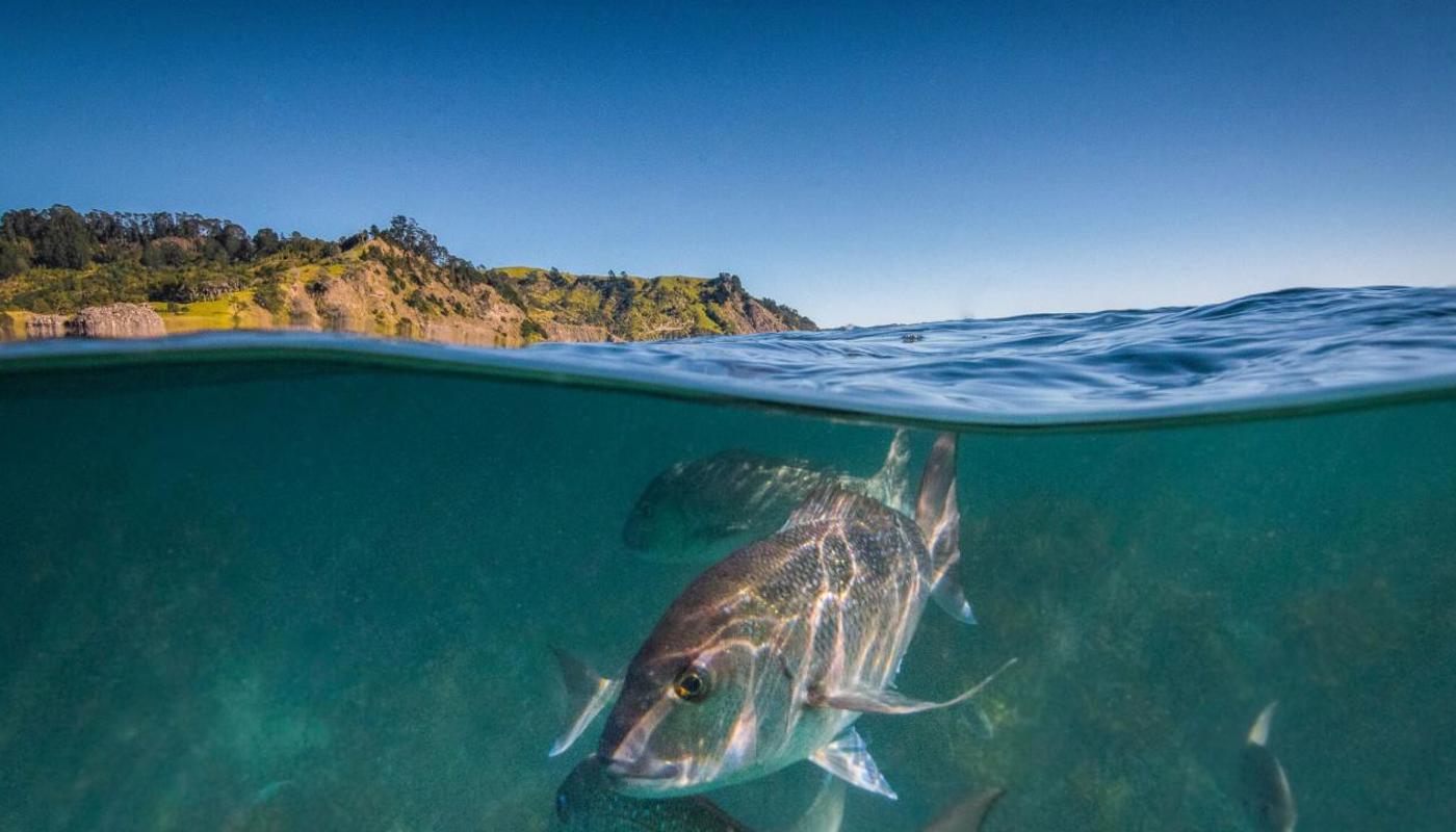 Snapper half in and half out photo.