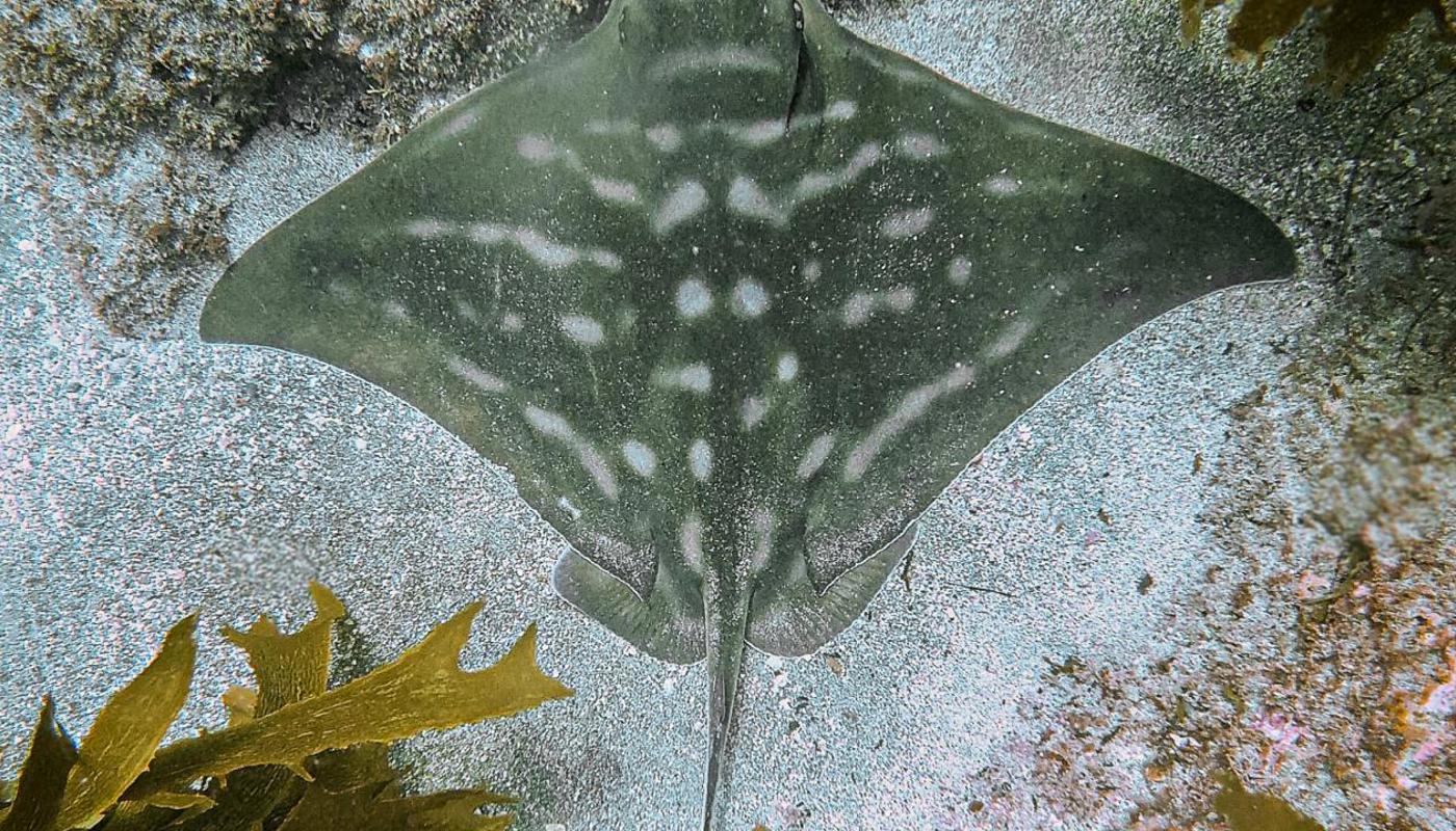 Eagle Ray Sleeping at the bottom.