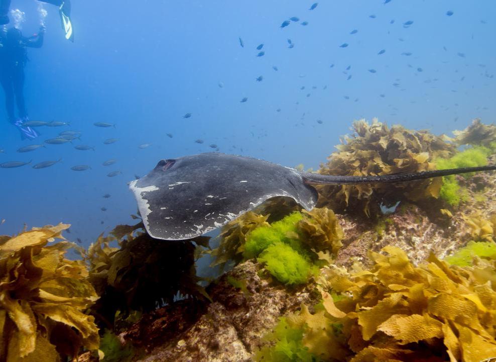 Snorkel and Diving Experience Goat Island Dive