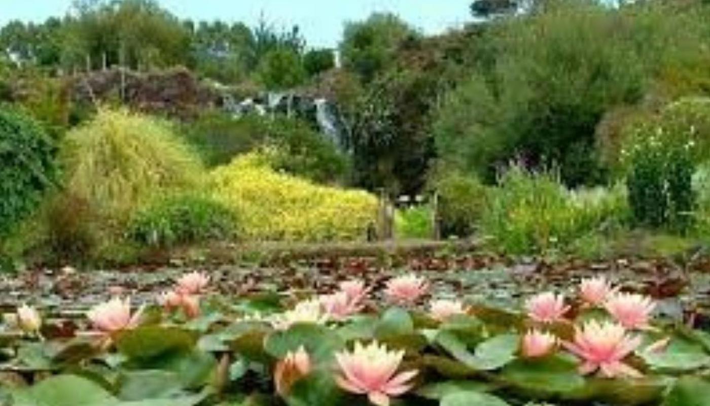 Water Lillies