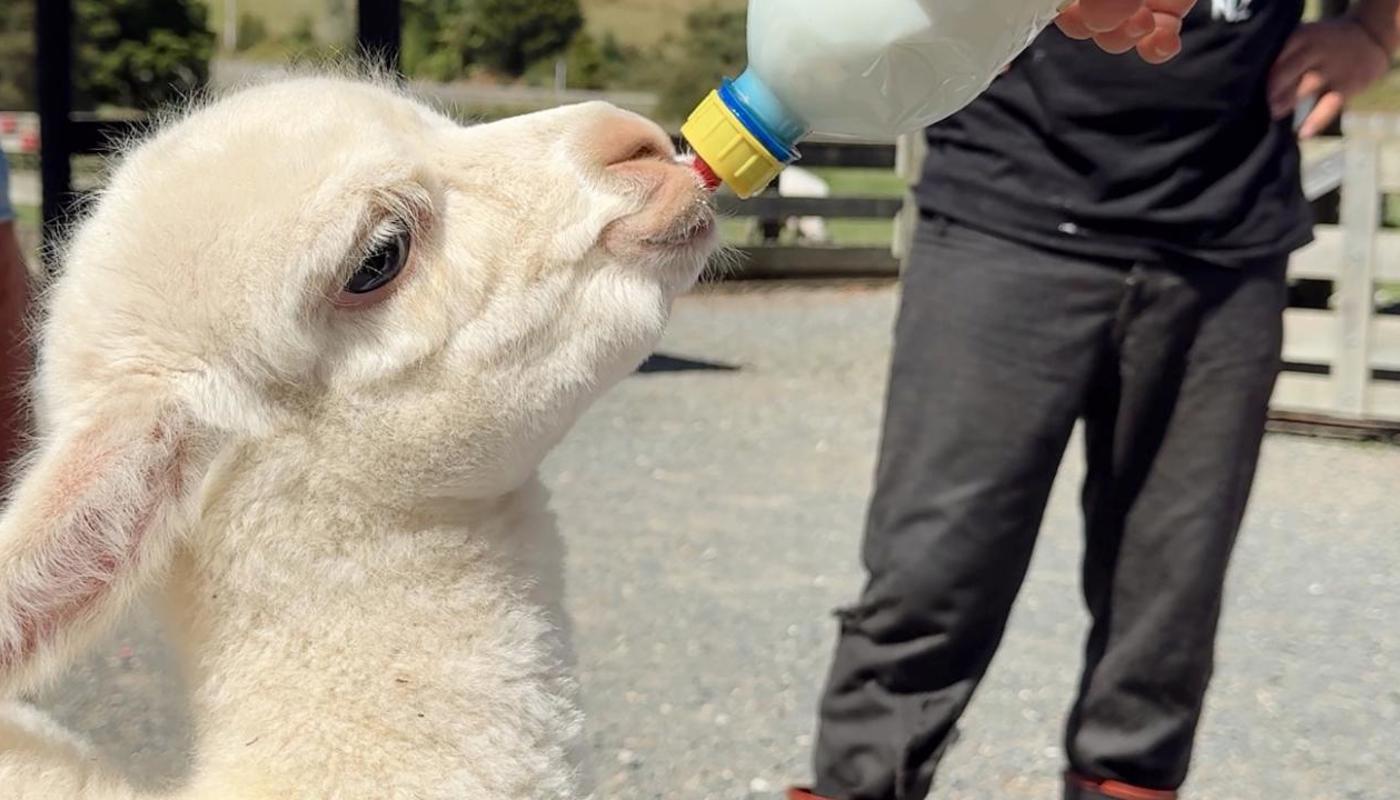 Seasonal bottle-feeding is a family favourite