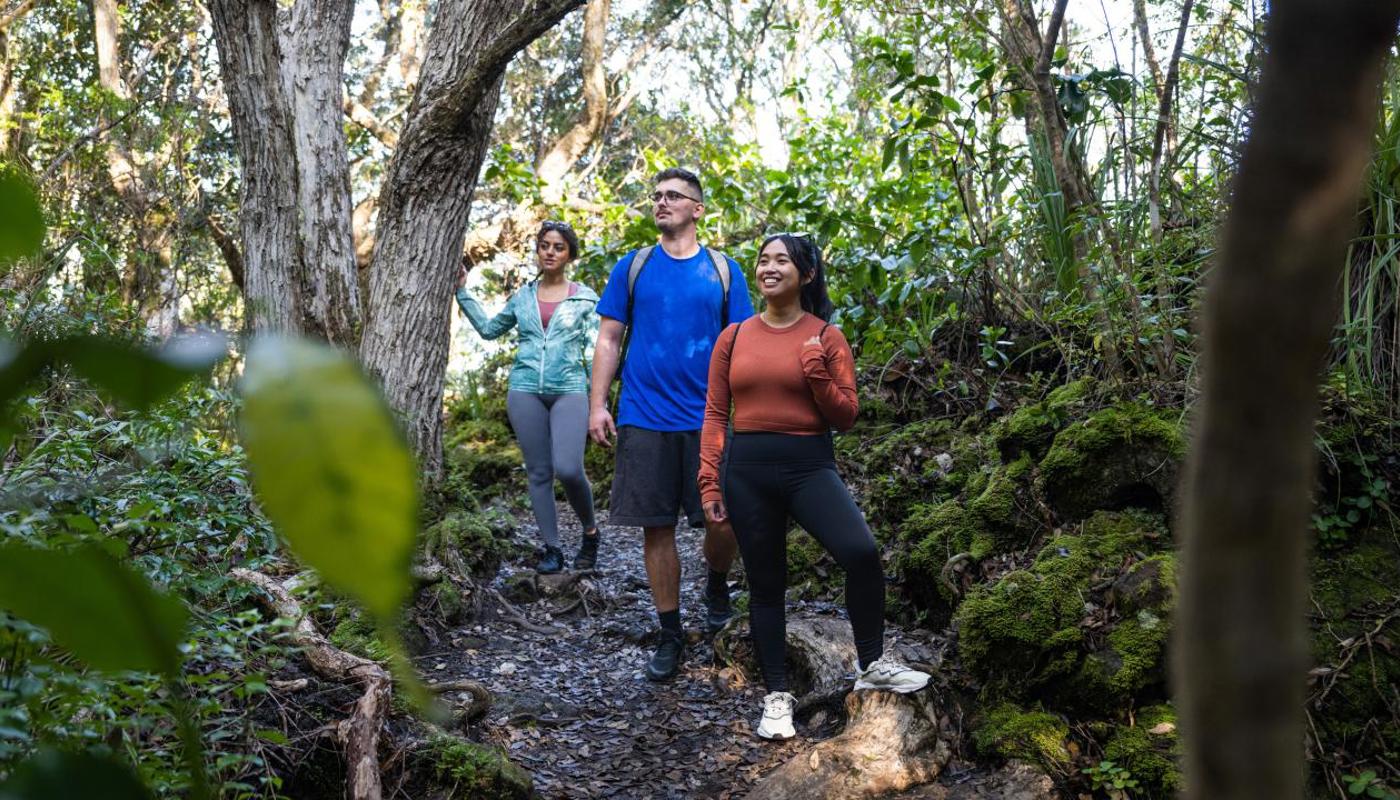 Discover Regenerating and Mature Native Forest Including the World's Largest Pōhutukawa Forest